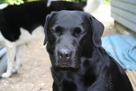 Labrador retriever Kræ ***Død 2009*** billede 1