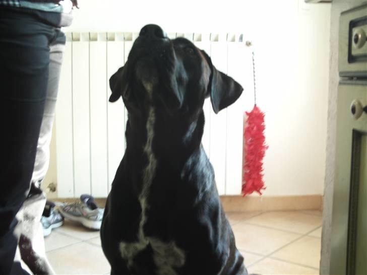 Blanding af racer BonZo billede 7