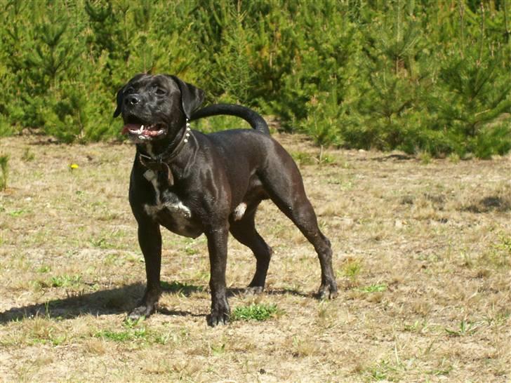 Blanding af racer BonZo billede 8