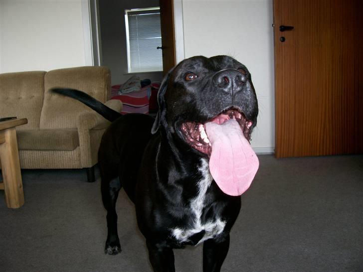 Blanding af racer BonZo billede 9