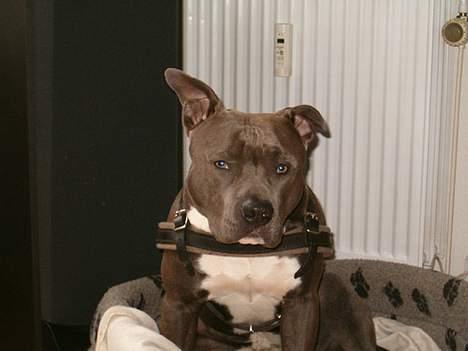 Amerikansk staffordshire terrier Devils Blue Rock (tyson) billede 11