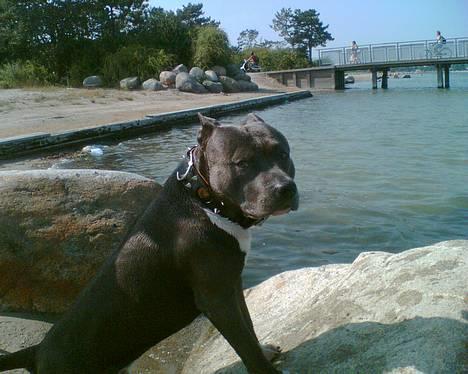 Amerikansk staffordshire terrier Devils Blue Rock (tyson) billede 13