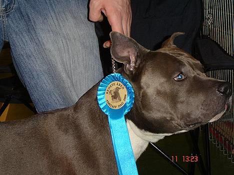 Amerikansk staffordshire terrier Devils Blue Rock (tyson) - Amstaff Dag 11-3-2006 billede 14