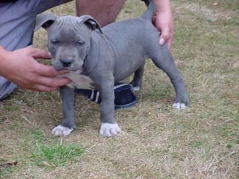 Amerikansk staffordshire terrier Devils Blue Rock (tyson) - mig som lille .) billede 15