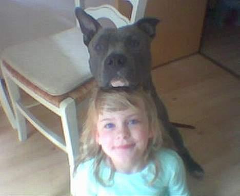 Amerikansk staffordshire terrier Devils Blue Rock (tyson) billede 16