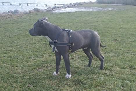 Amerikansk staffordshire terrier Devils Blue Rock (tyson) billede 17