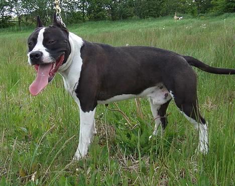 Amerikansk staffordshire terrier Buzz † 4. Oktober 2006  billede 12