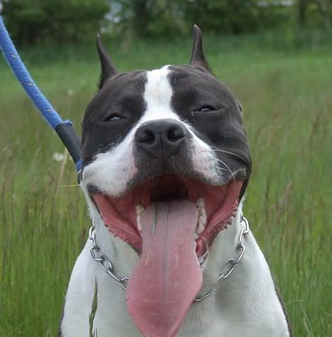 Amerikansk staffordshire terrier Buzz † 4. Oktober 2006  - Mr. Smily - som jeg altid vil huske ham ..... fuld af glæde billede 13