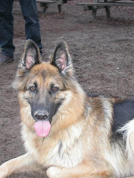 Schæferhund Cia - Cia I n;stved Hundeskov S´ndag d. 3 billede 18