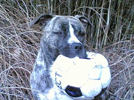 Amerikansk staffordshire terrier #SUMO# billede 1