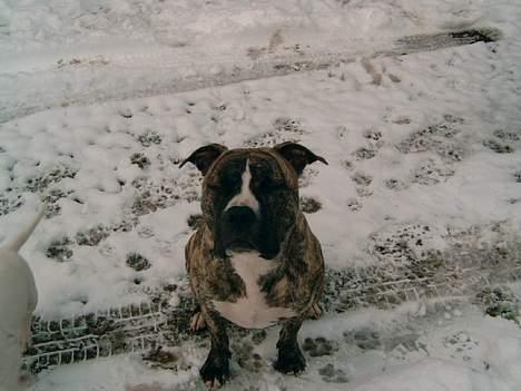 Amerikansk staffordshire terrier #SUMO# billede 2