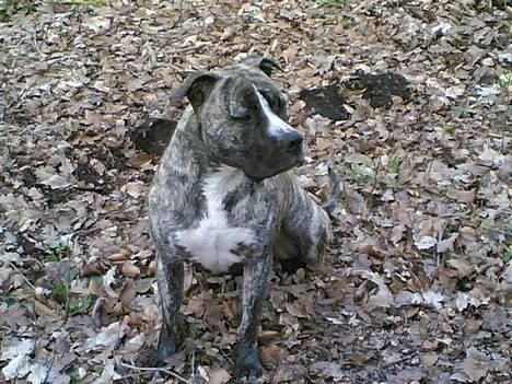 Amerikansk staffordshire terrier #SUMO# billede 4