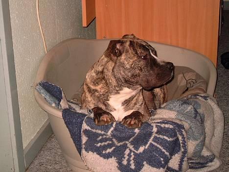 Amerikansk staffordshire terrier #SUMO# billede 5