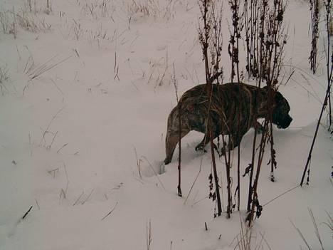 Amerikansk staffordshire terrier #SUMO# billede 6