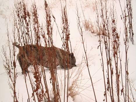 Amerikansk staffordshire terrier #SUMO# billede 7