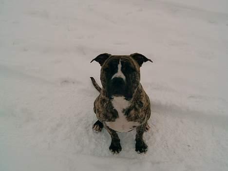 Amerikansk staffordshire terrier #SUMO# billede 8