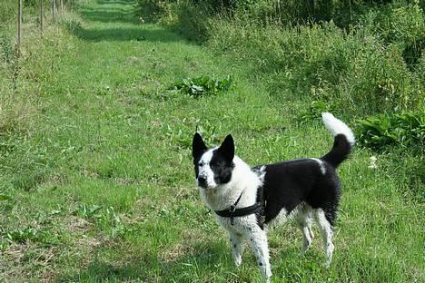 Blanding af racer Husky/Samojed - Ian ***RIP*** - Kongen observerer billede 1