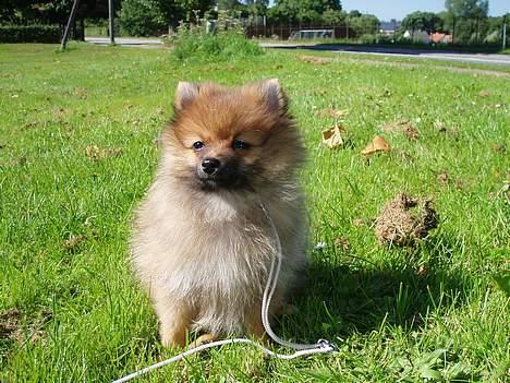 Pomeranian Victor - Victor sommeren 05 han er ca 3 mdr billede 1