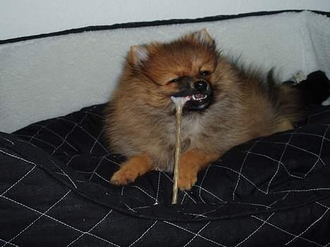 Pomeranian Victor - Victor hygger i sin seng billede 2