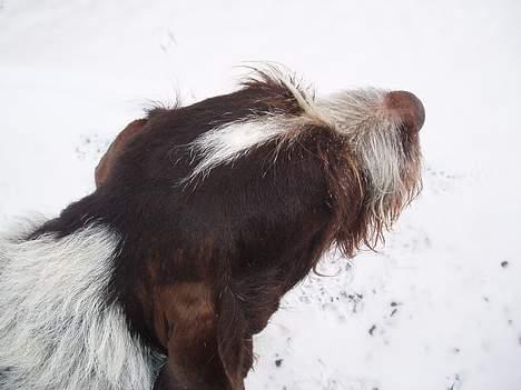 Ruhåret hønsehund Tass billede 11