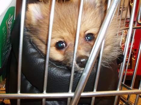 Pomeranian Victor - Victor er med ude og handle ind billede 3