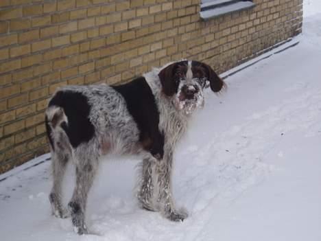 Ruhåret hønsehund Tass billede 13