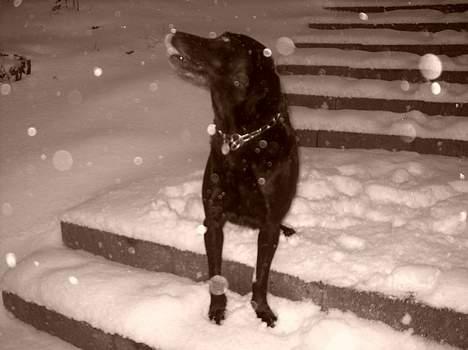 Labrador retriever Roddie - Sne... Jeg ELSKER sne... billede 7