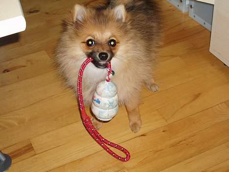 Pomeranian Victor - Victor med sit ynglingslegetøj. Her er han ca 5 mdr billede 4