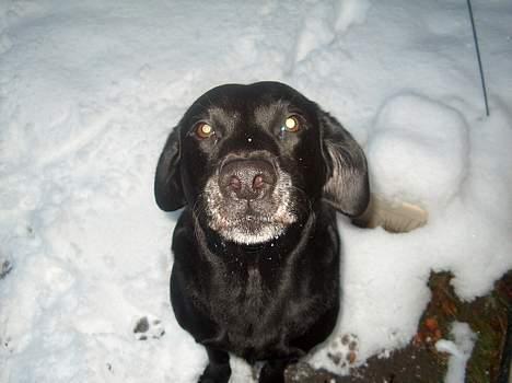 Labrador retriever Roddie - Har forsøgt at finde godbider i sneen... Mor det kan du ik være bekendt...!!! billede 8