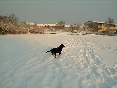 Labrador retriever Roddie - Hygge i sneen billede 9