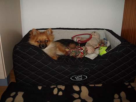 Pomeranian Victor - Victor elsker at ligge i sin seng med alt sit legetøj billede 5