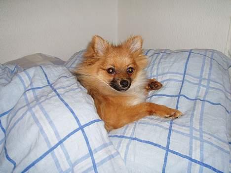 Pomeranian Victor - Victor putter i mors dyner billede 6