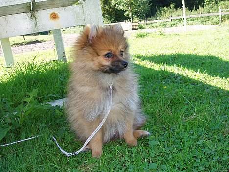 Pomeranian Victor - Her er victor med på en gård hvor der var heste. dem var han meget intersseret i selvom de ikke skulle komme for tæt på ham billede 7