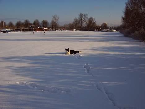 Blanding af racer Husky/Samojed - Ian ***RIP*** - Her ligger jægeren på lur billede 2