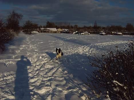 Blanding af racer Husky/Samojed - Ian ***RIP*** - Her er han på vej - bemærk at hans forpoter Ikke rør jorden billede 3