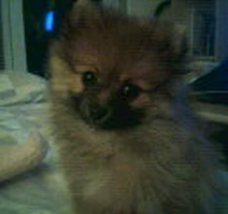 Pomeranian Victor - Victor 9 uger gammel billede 8