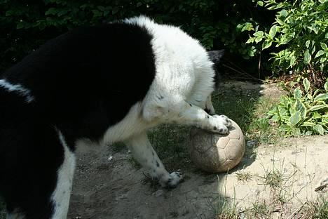 Blanding af racer Husky/Samojed - Ian ***RIP*** - Der er gået en fodbold karriere tabt i ham, for damn han kan tæmme en bold *G* billede 4