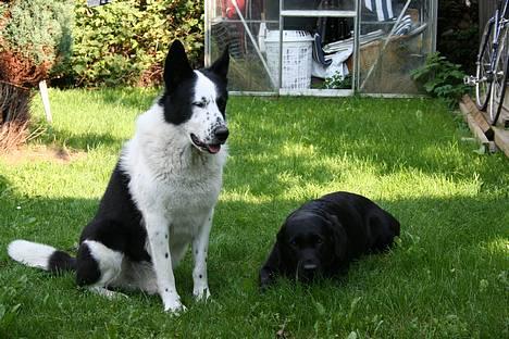 Labrador retriever Kræ ***Død 2009*** billede 2