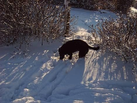 Labrador retriever Kræ ***Død 2009*** billede 3