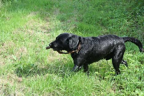 Labrador retriever Kræ ***Død 2009*** billede 4