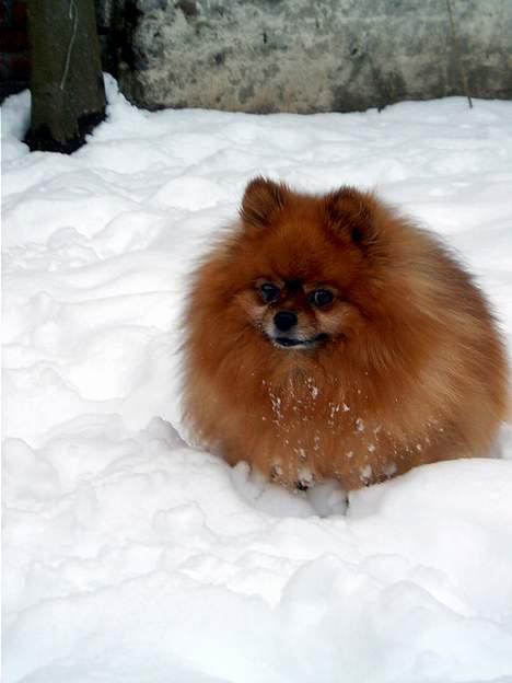 Pomeranian Rocky R.I.P. min skat - er han ikke dejlig billede 13