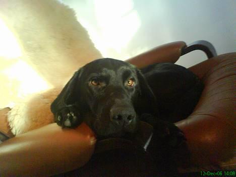 Blanding af racer speedy - er jeg ikke bare dejlig billede 17