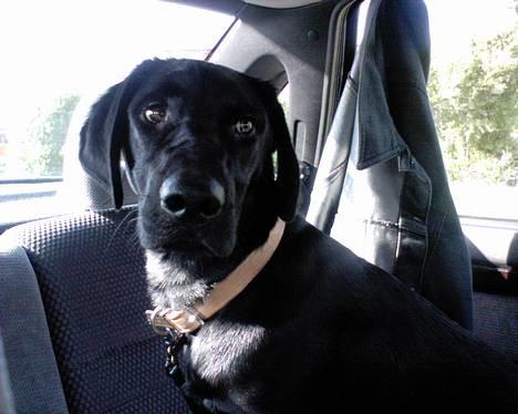 Blanding af racer speedy billede 18