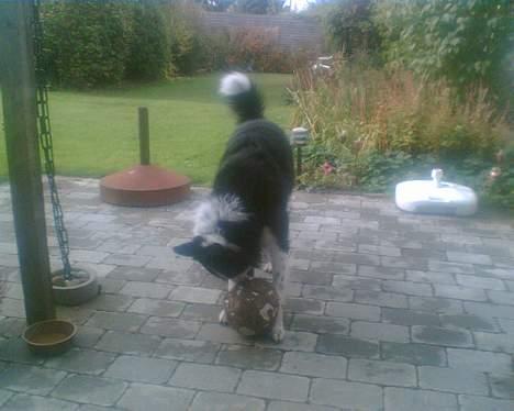 Border collie ... billede 12