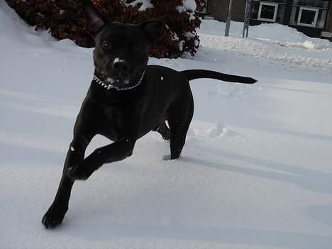 Amerikansk staffordshire terrier & Labrador bl. GINO billede 14