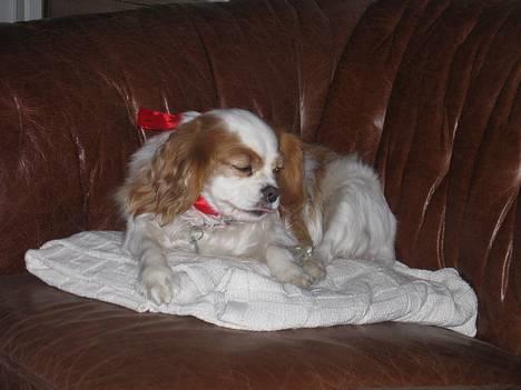 Cavalier king charles spaniel shiva billede 1