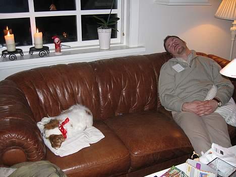 Cavalier king charles spaniel shiva billede 2