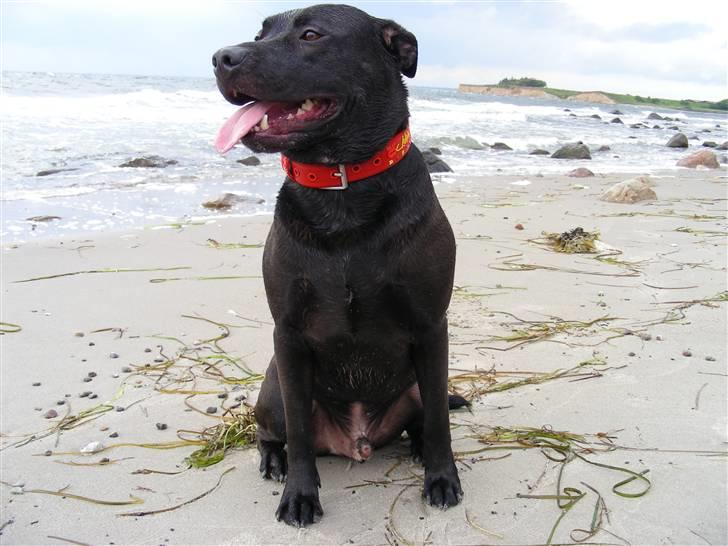 Amerikansk staffordshire terrier & Labrador bl. GINO billede 15