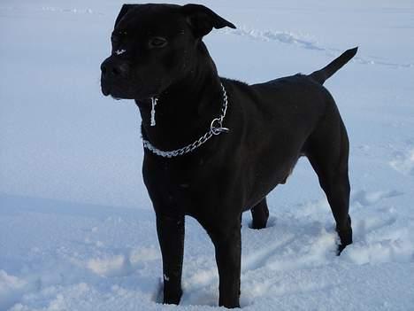 Amerikansk staffordshire terrier & Labrador bl. GINO billede 16