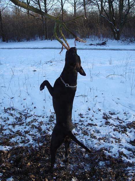 Amerikansk staffordshire terrier & Labrador bl. GINO - Vi har et bijob hvor vi beskærer træer... (05.03.06) billede 17